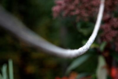 Close-up of plant against blurred background