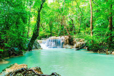 Scenic view of waterfall in forest