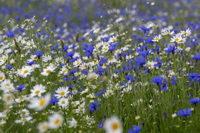 Close-up of purple flowering plants on field