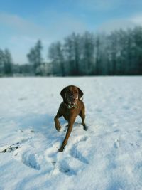 Dog on snow covered field