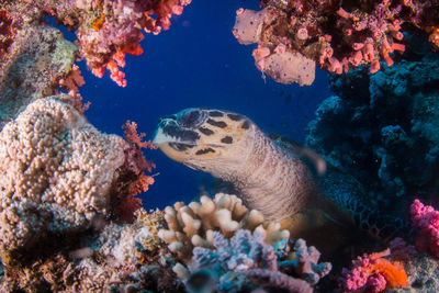 Fish swimming in sea