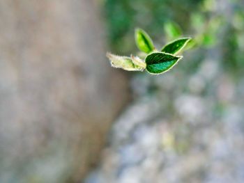 Close-up of plant