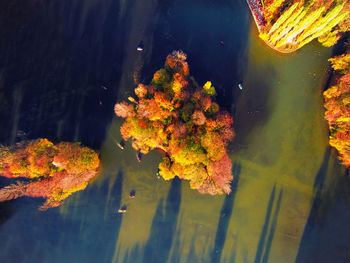 High angle view of turtle in water
