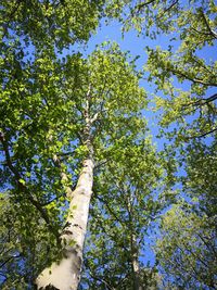 Low angle view of trees against sky