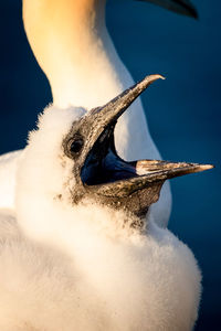 Close-up of bird