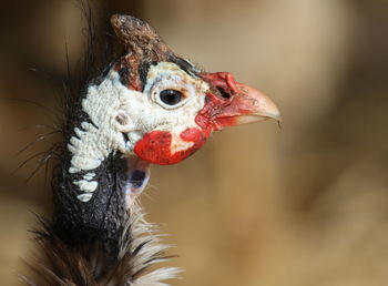 Close-up portrait of an animal