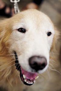 Close-up portrait of a dog