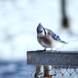 Close-up of bird perching on railing