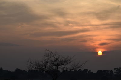 Low angle view of silhouette trees against orange sky