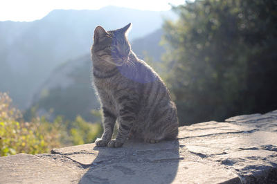 Cat sitting outdoors