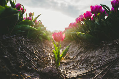 Close-up of pink flowering plants