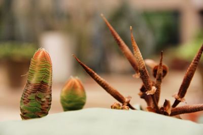 Close-up of succulent plant