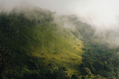 Trees in foggy weather