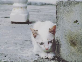 Close-up of stray cat hiding behind wall