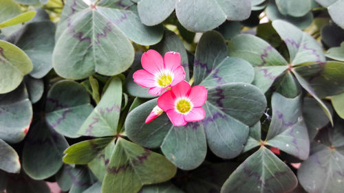 Close-up of flowers blooming outdoors