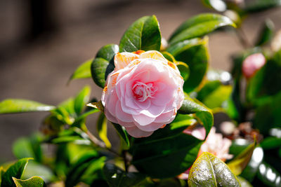 Close-up of rose plant