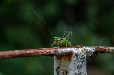 Close-up of insect on wood