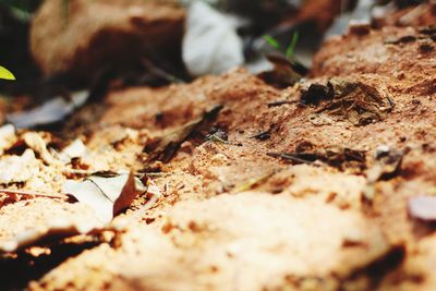 Close-up of dried autumn leaves on field