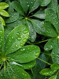 Close-up of wet plant leaves during rainy season