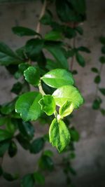 Close-up of fresh green leaves