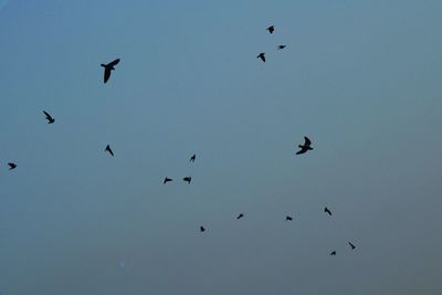 Birds flying in sky