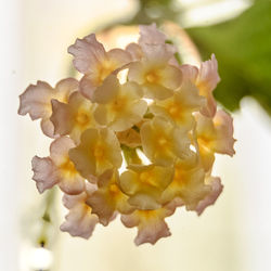 Close-up of flowers blooming outdoors