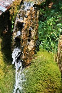 Close-up of moss growing on tree trunk