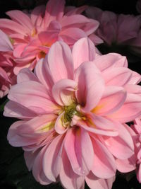 Close-up of pink flower