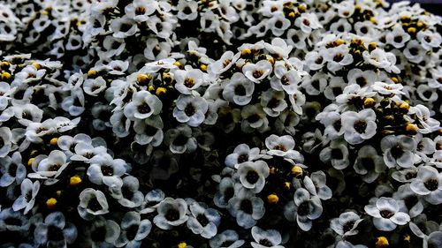 High angle view of white flowering plant