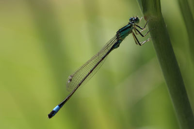 Close-up of dragonfly on plant