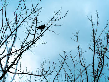 Low angle view of bird perching on bare tree against sky