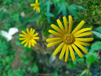 Close-up of yellow flowers blooming outdoors