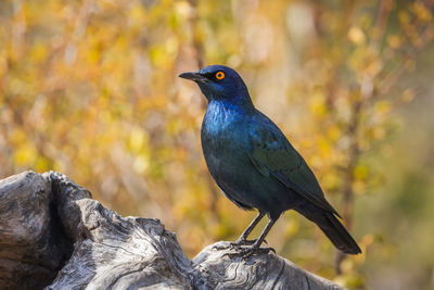 Close-up of bird perching on rock