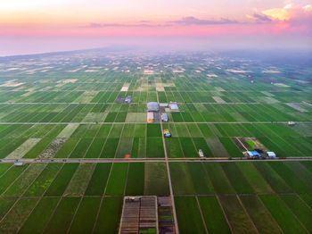 Aerial view of paddy field at sunset