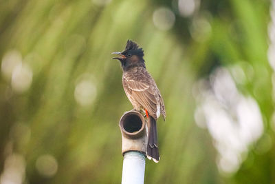 Close-up of bird perching on wood