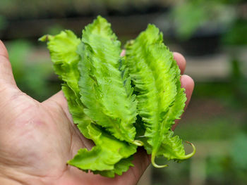 Close-up of hand holding leaves