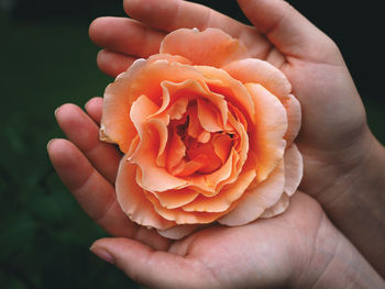 Close-up of hand holding red rose flower