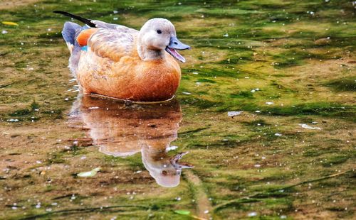 View of duck in lake
