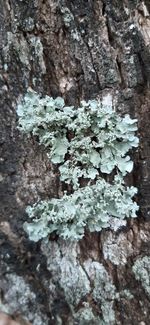 Close-up of lichen growing on tree trunk