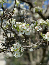 Close-up of cherry blossoms in spring