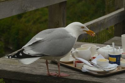 Close-up of seagull perching on table
