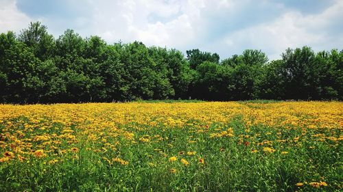 Scenic view of yellow flowering plants on field against sky