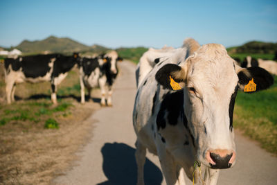 Close-up of cow standing on field against sky