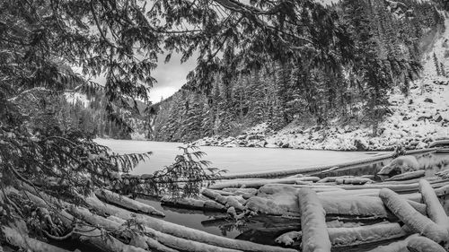 Trees against sky during winter