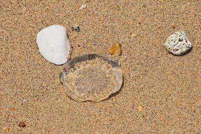 Close-up of seashells on beach