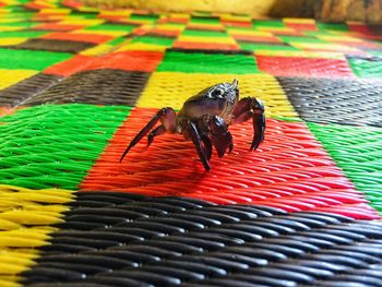 High angle view of insect on floor