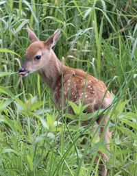 Deer in a field