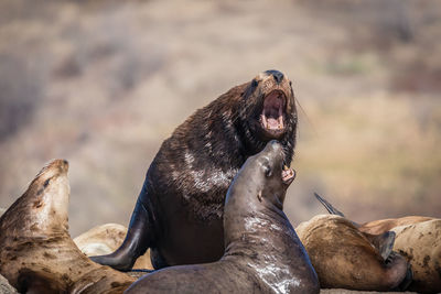 High angle view of sea lion