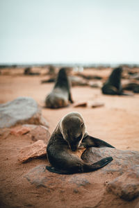 Baby sealion on the beach