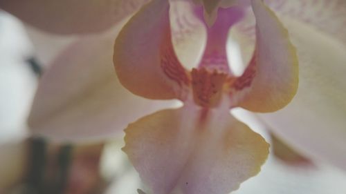 Close-up of flowers